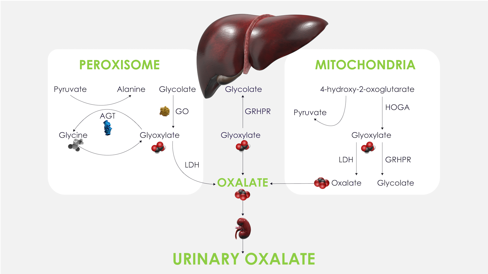 PH1 Overview | Primary Hyperoxaluria Type 1 | Medthority.com