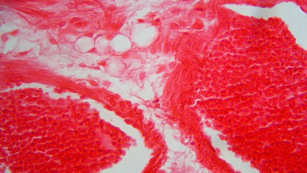 Trachea Cells under the Microscope, red and white colours