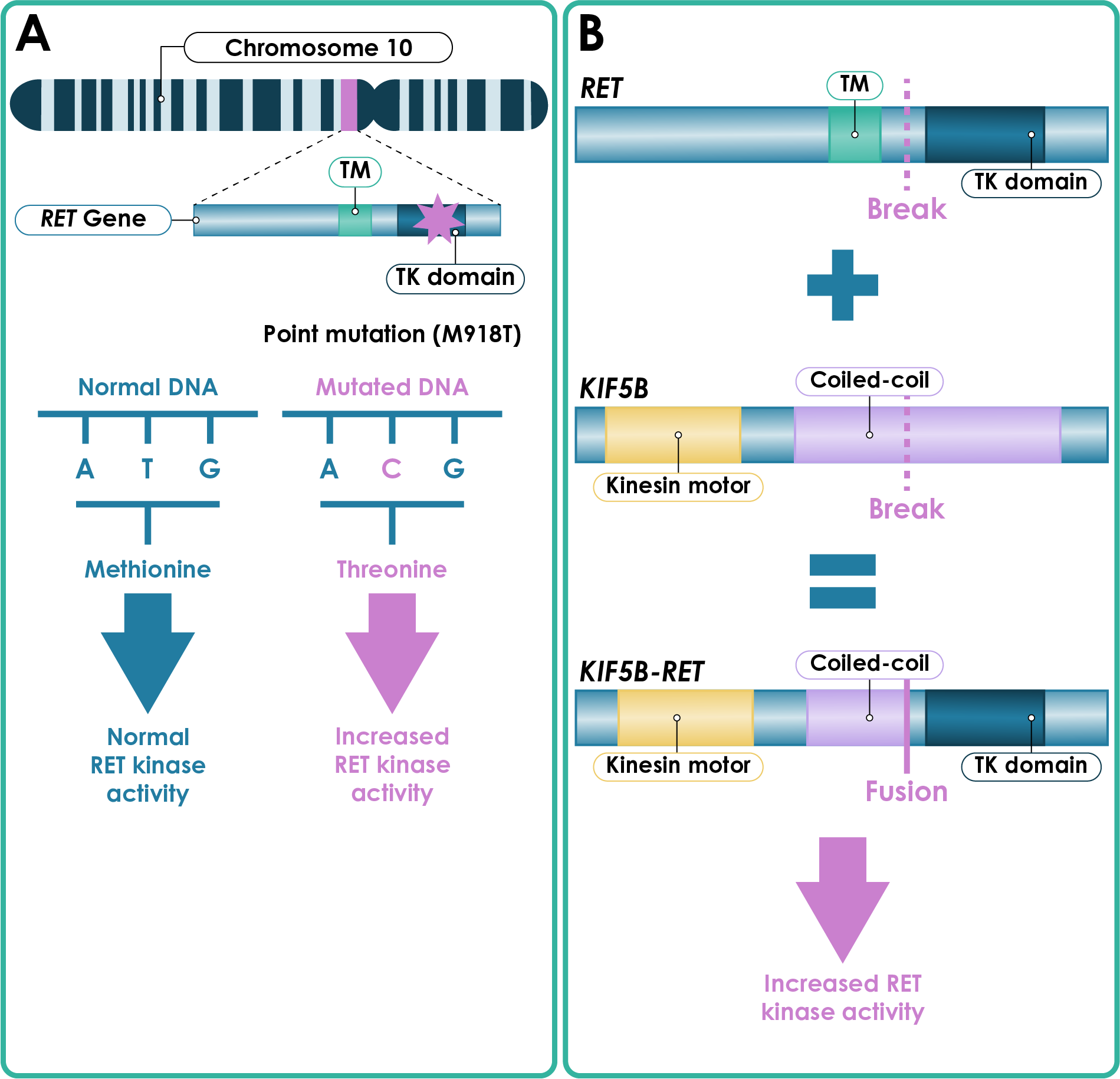 patient-stratification-ret-inhibition-in-nsclc-and-thyroid-cancer