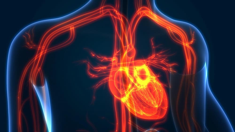 Cardiovascular metabolism (CVM) | medthority.com