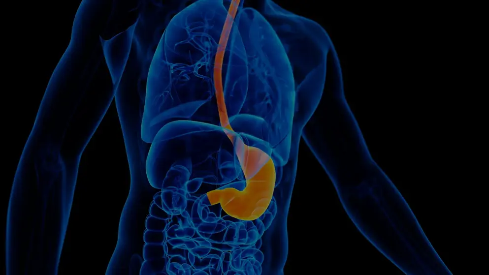 Digital image of a x-ray blue torso with the stomach and oesophagus highlighted in orange