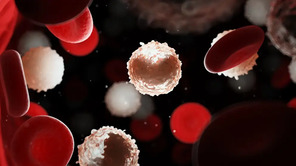 Red and white blood cells within the body, representing blood cancers